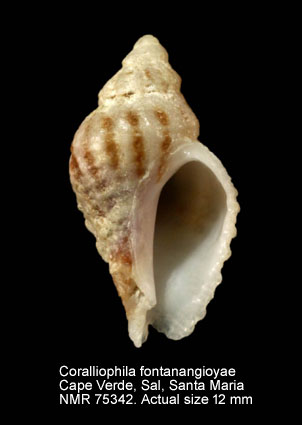 Coralliophila fontanangioyae.jpg - Coralliophila fontanangioyae Smriglio & Mariottini,2000